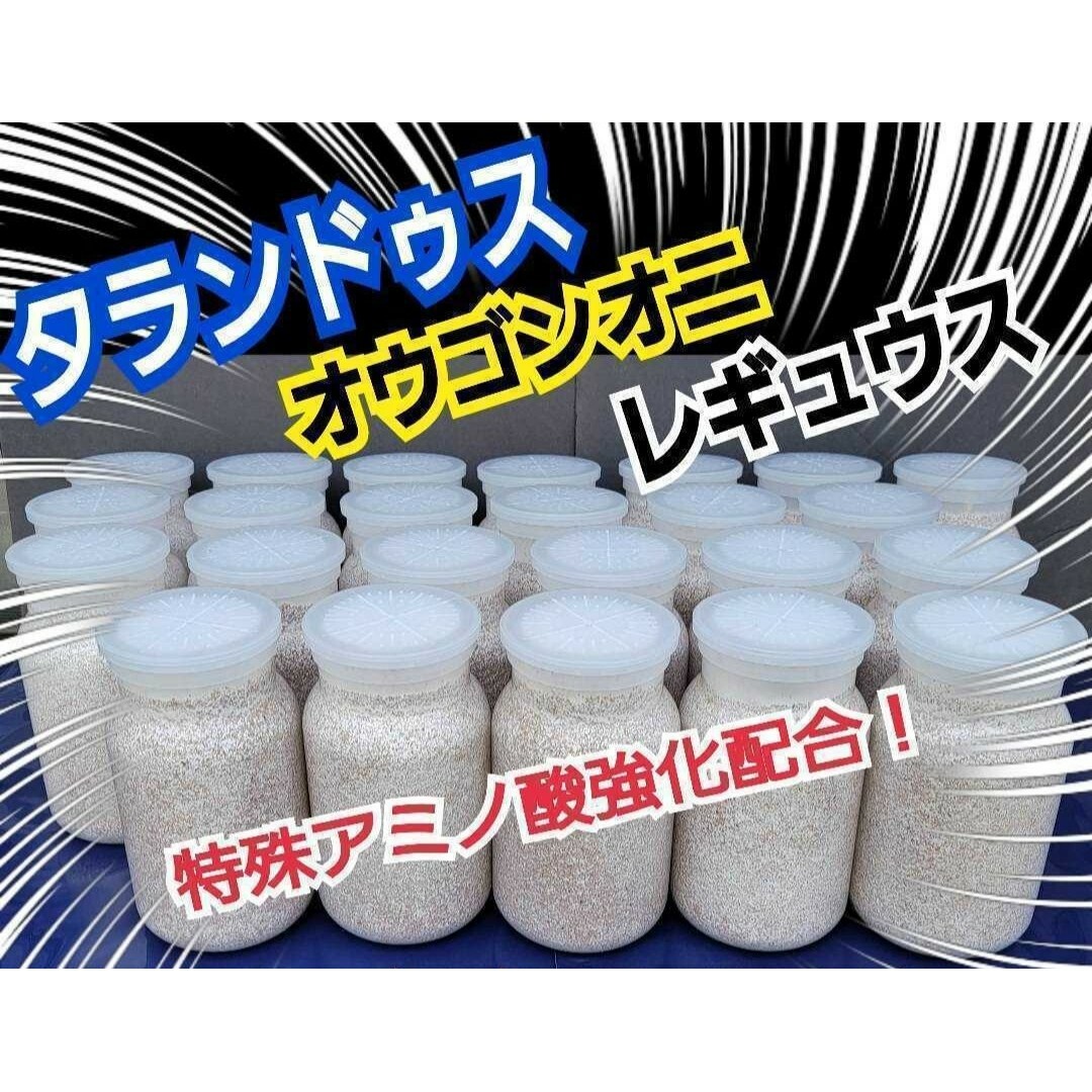 極上！カワラタケ菌糸瓶【5本】特殊アミノ酸強化配合！タランドゥス