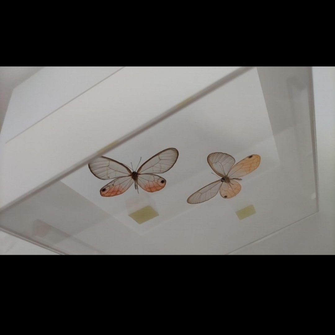 ▽Ca右318▽ レア パチンコ 特殊景品 昆虫 標本 蝶 蛾 14点まとめ