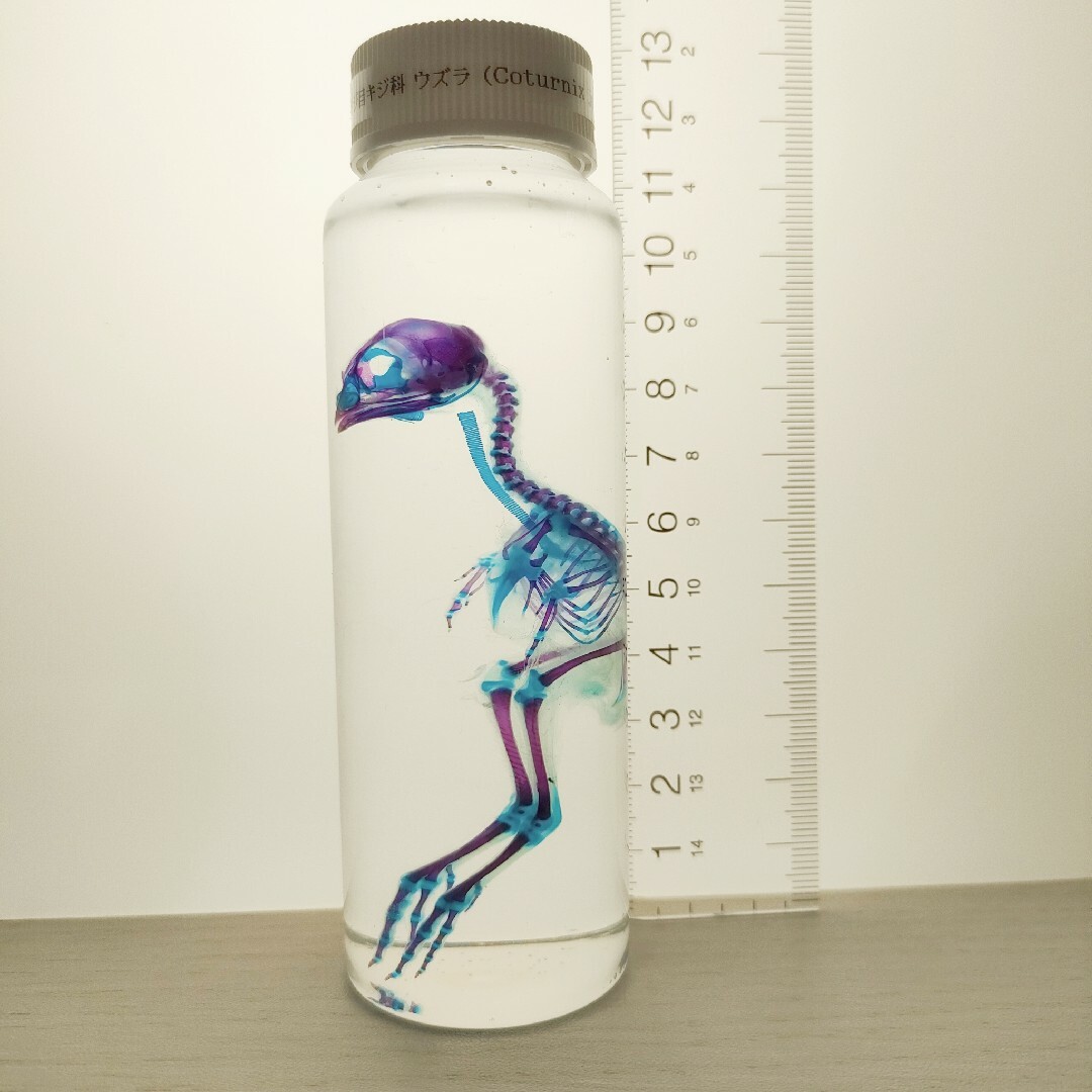 透明標本 ウズラ2 1点物☆極美品透明骨格標本ウズラ②