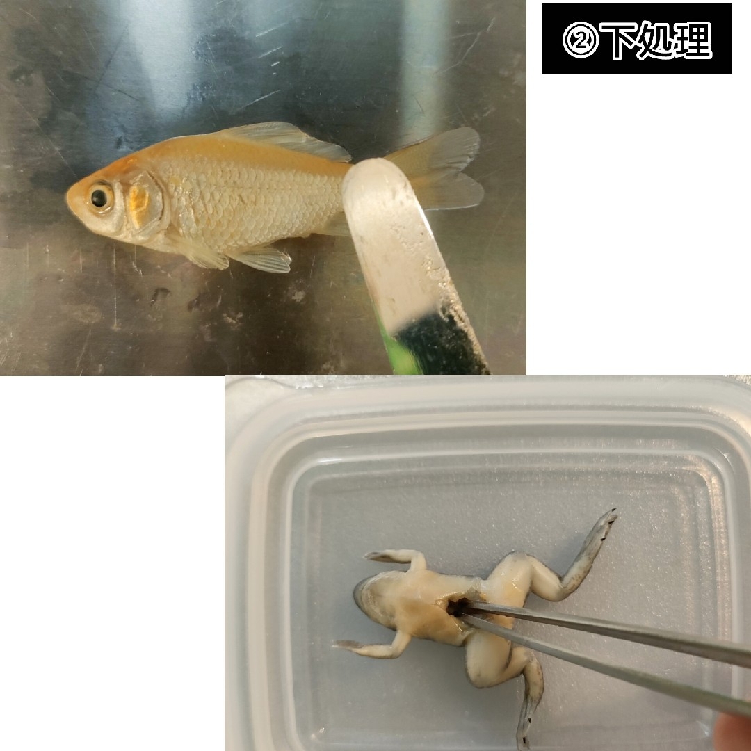 透明標本作製キット】(上級) 20点 自由研究 学習教材 改良版