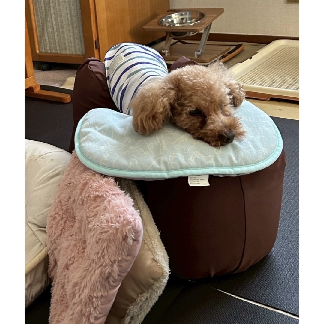 ワンエイド リラクッション 本体+撥水カバーセット トイプードル用