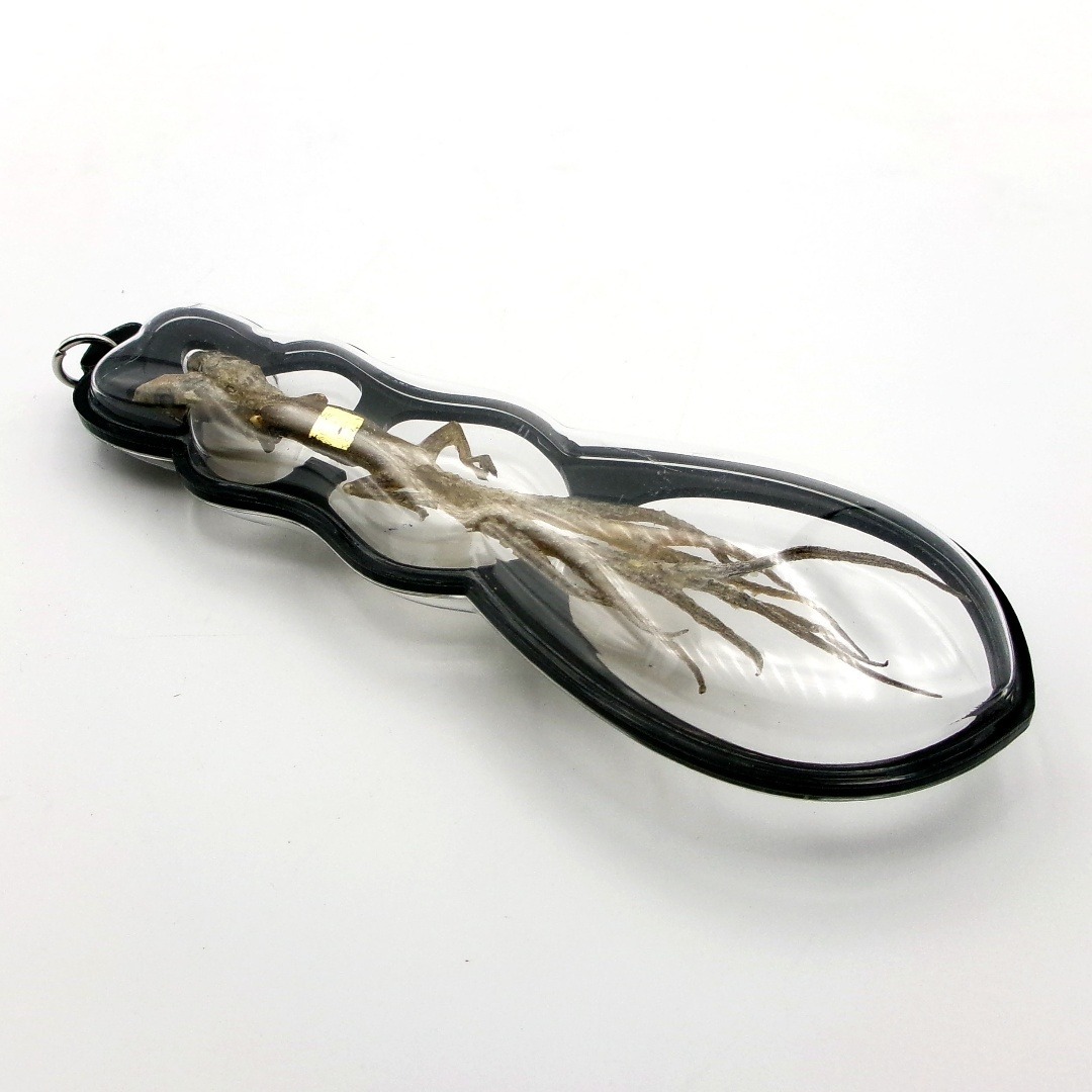 タイ お守り 2頭・9尾のトカゲ ヤモリ ギャンブル ビジネス運 現地購入