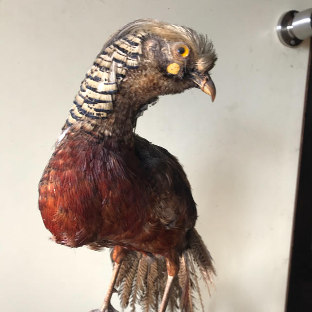 キジ 剥製 置物 雉 レア 骨董 の通販 by LooselyGo's shop｜ラクマ