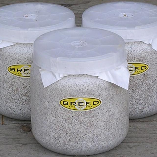 大型・美形クワガタ用 大型・美形クワガタ飼育用 菌糸ビン 1500ml 16本