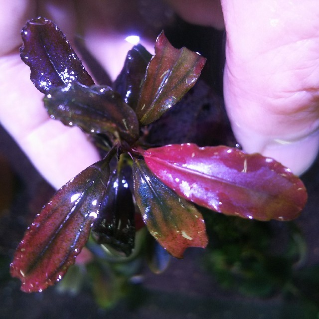 ひ*ろ様 Bucephalandra sp. Violet Bolsom 5株 ひ*ろ様 Bucephalandra