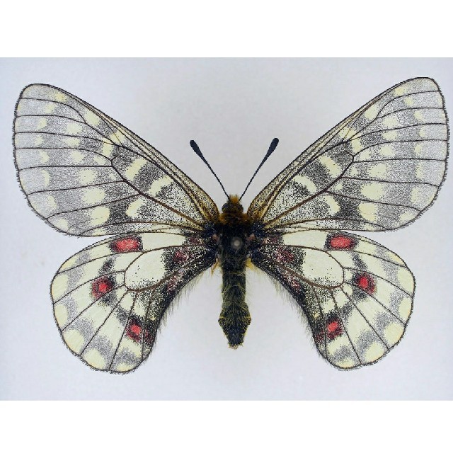 異常型・赤紋型】ギフチョウ（滋賀県・飼育品） 異常型・赤紋型