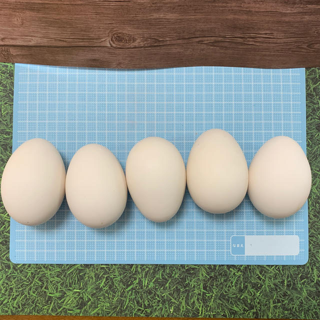 エッグアート用 ガチョウの卵の殻 5個セットの通販 by ATELIER