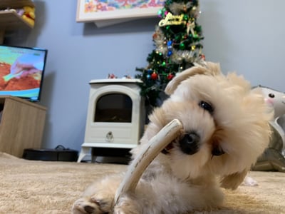 鹿の角 エゾシカ 犬のおもちゃ 『鹿角さん』 小型犬用 四つ割り 1本