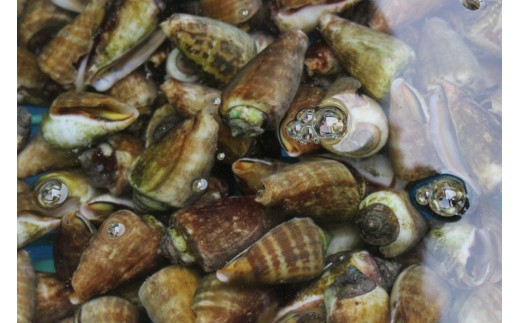 選べる チャンバラ貝 貝 珍味 マガキ貝 天然 素潜り漁 郷土料理 皿鉢