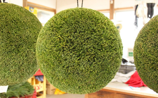 日本酒ライフに彩りを！杉玉直径40cm。自宅やお店のインテリアに。杉玉