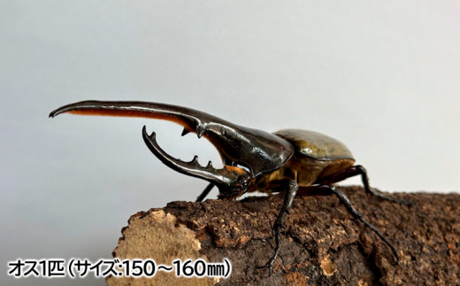 ヘラクレスオオカブト 160ミリ ペア