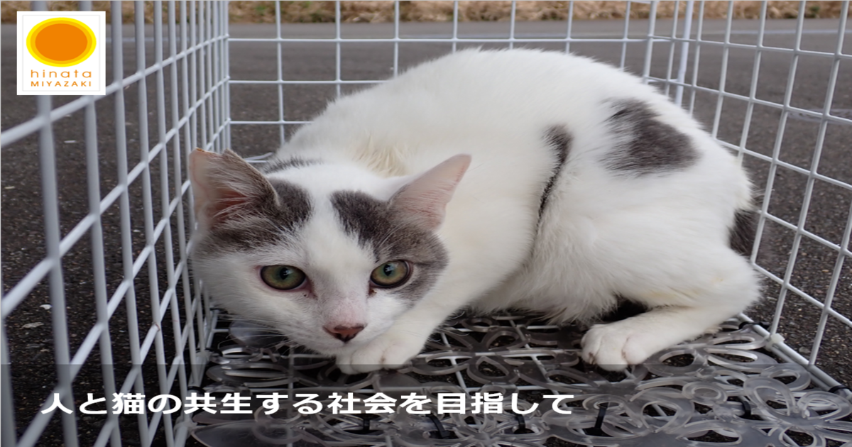 龍脈の精髄 ― 水晶 「純白の守護と浄化の光」 宮崎県産 保護猫活動支援