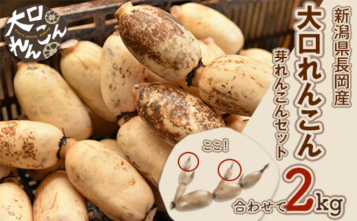75T-05【大口れんこん】新潟県長岡産レンコン2kg（1.6kg+芽れんこん0.4