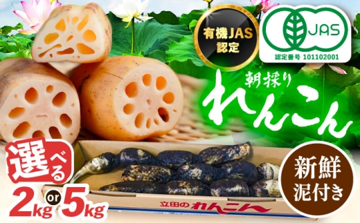 2kg】 れんこん 2kg 土付き鍬掘り レンコン 蓮根 産地直送 野菜 愛西市