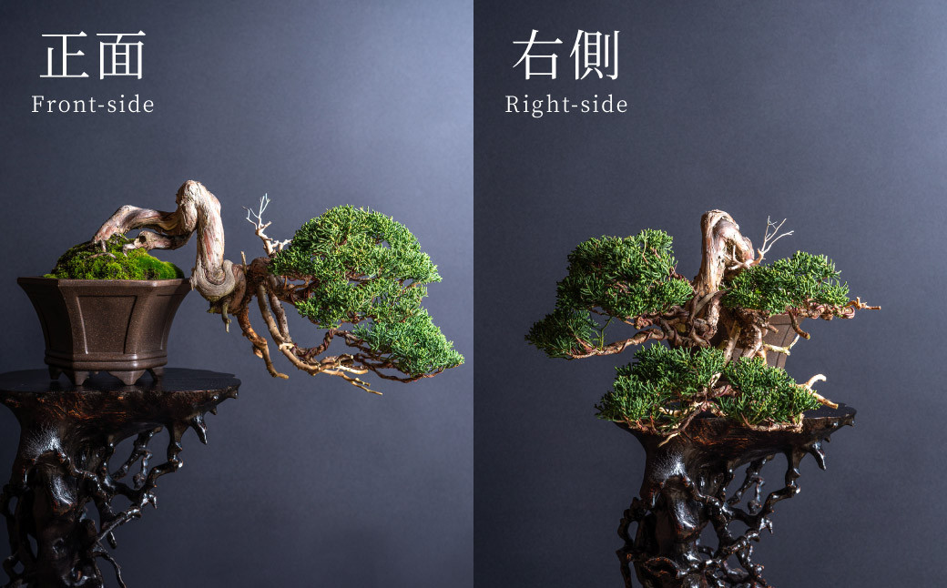 盆栽 翠松園 真柏 半懸崖 樹齢100年 - 兵庫県加西市｜ふるさとチョイス