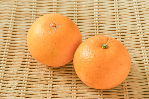 超美品 Golden Nugget Orange ゴールデンナゲット オレンジ 超美品