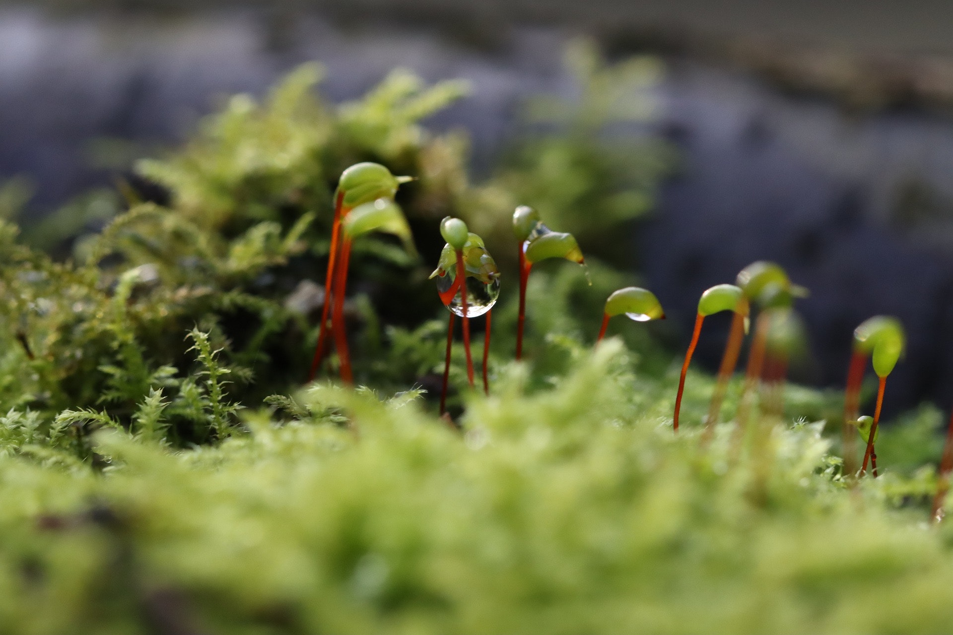 Canon EF100mm F2.8Lマクロ IS USMを徹底解説。作例からレビューまで