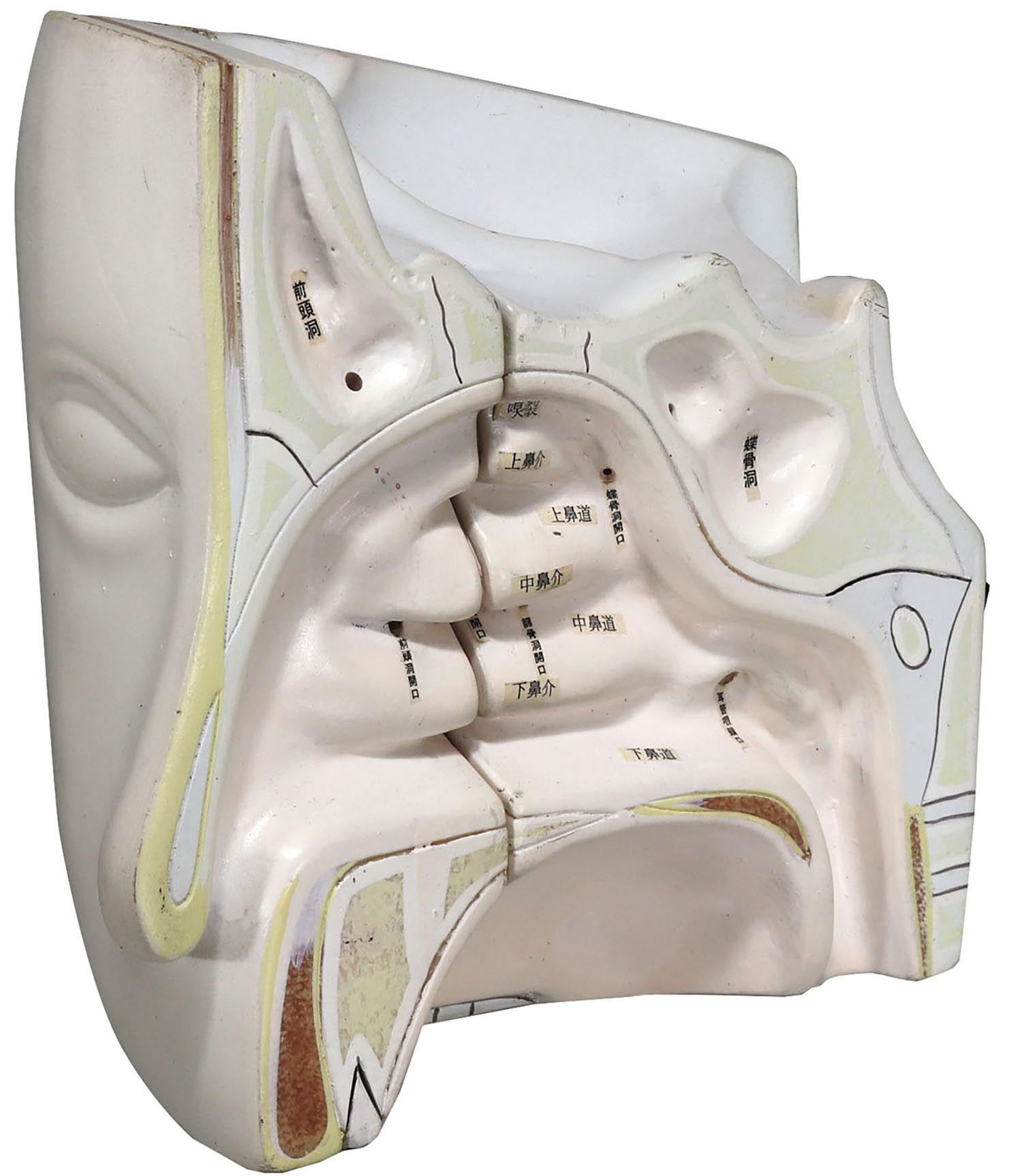 副鼻腔解剖模型