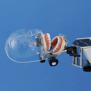 歯科用シンプルマネキン