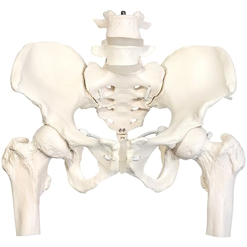 人体模型のおすすめ人気ランキング【2026年2月】 | マイベスト