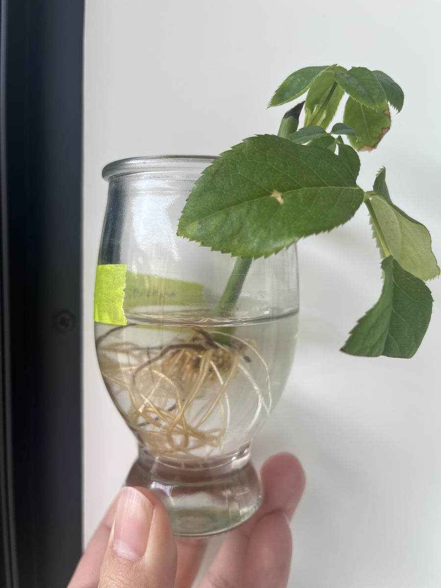 白い水差しのバラ 白い水差しのバラ」 by 杉本 勇｜Artmeter｜暮らしを