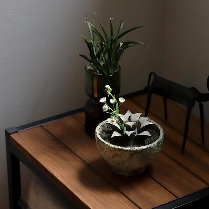 STUDIO. ZOK｜陶植セット ハオルチア コンプト - ハシュケ［hushykke］