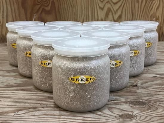 BREED 1500ml 菌糸ビン（2次発菌・手詰め） 16本セット 好評販売感謝