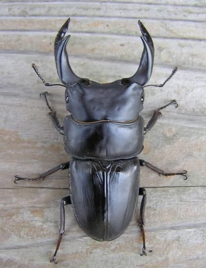 BREED 1500ml 菌糸ビン（2次発菌・手詰め） 16本セット 好評販売感謝