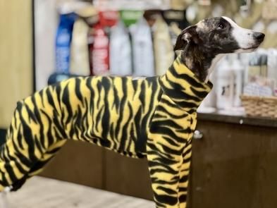 イタグレ&ウィペット】Tigerロンパース - イタリアングレイハウンド