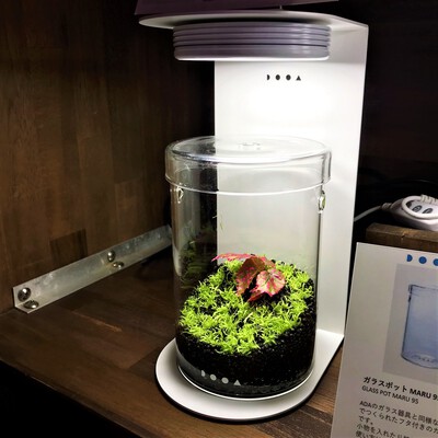 DOOA ガラスポットMARU │ ペットボックス沖縄ビアンコのスタッフ