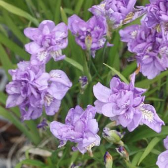 八重咲きヒメシャガ - 岩崎園芸ネットストア