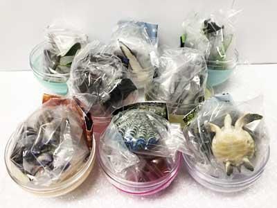 いきもん NTC（ネイチャーテクニカラー）小笠原 シークレット込み全8