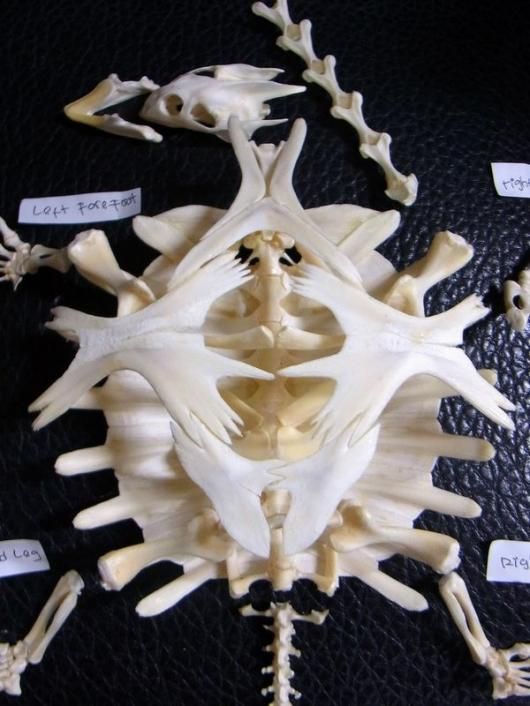 ☆即納☆ 高品質！ インドシナオオスッポン Asiatic giant softshell