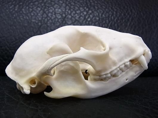 ☆ 即納 ☆ アライグマ 頭骨 ☆ - 頭骨・骨格標本・剥製販売 【Core-Box】