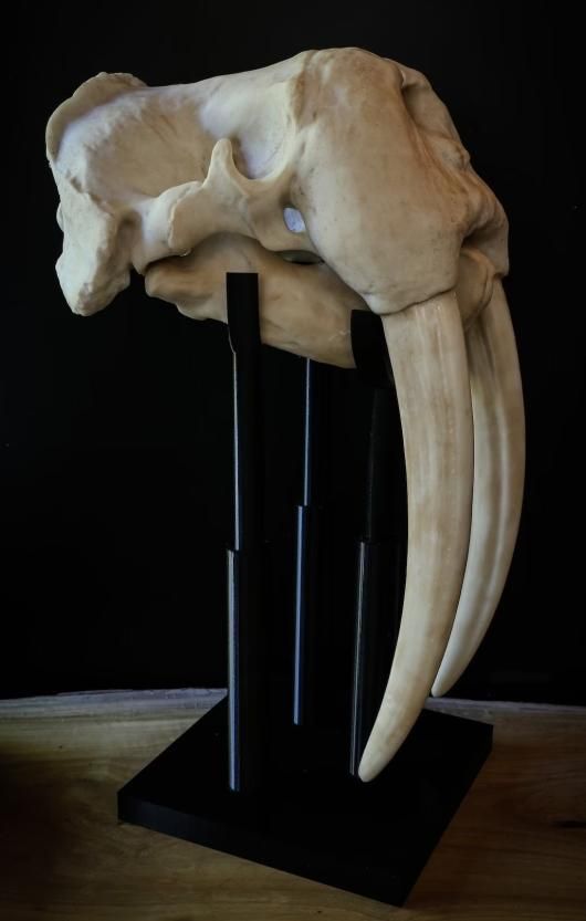 ☆3Dスキャン 高品質 セイウチ 頭骨（レプリカ）※台座付 - 頭骨・骨格