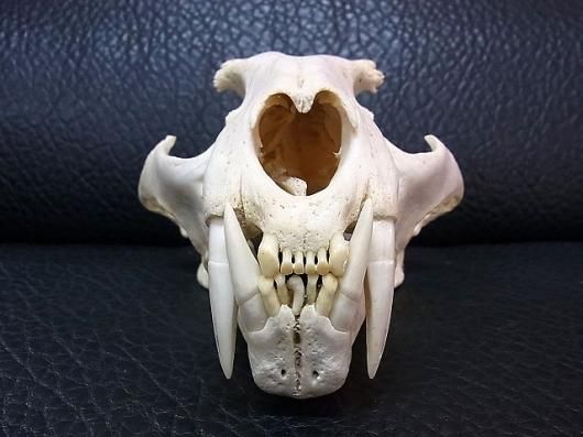 希少！！ヒョウの爪 国際希少野生動植物登録票付き 剥製 骨格標本 頭骨