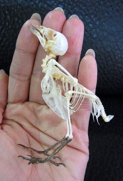 ☆即納☆ スズメの骨格標本（こちらの商品は自立しません） - 頭骨・骨格