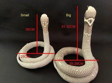 コブラの剥製 - 頭骨・骨格標本・剥製販売 【Core-Box】