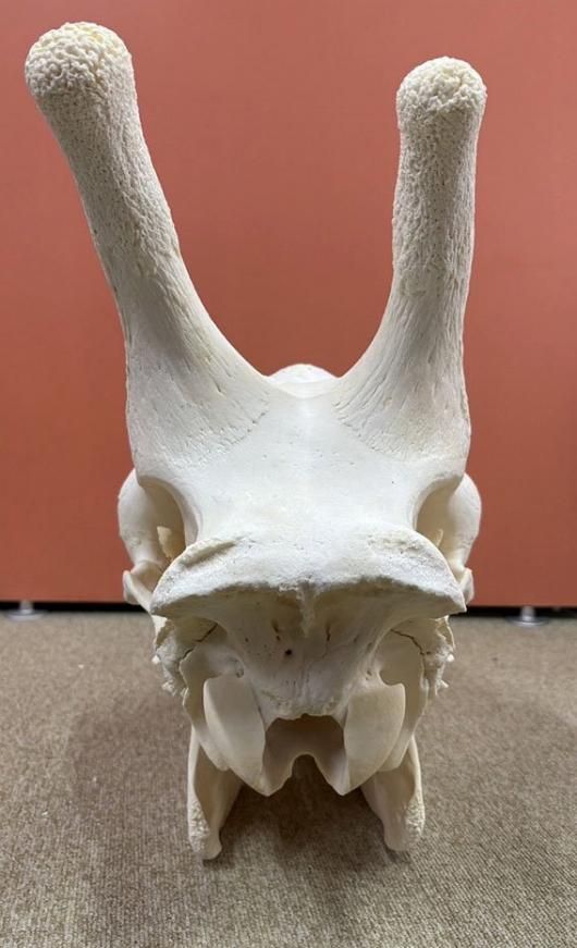 専用ページ】ケープキリン South African Giraffe 頚椎 ☆即納！ケープ