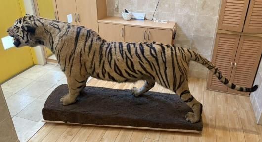 虎 剥製 国際希少野生動植物種登録票付き 虎 剥製 国際希少野生動植物