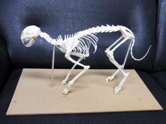 猫全身骨格模型 解剖学標本 W47×L23×H32cm Amazon.co.jp: 猫 猫全身