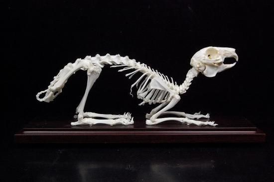 イルカ スナメリ 骨 標本 瀬戸内海 脊椎 骨格標本