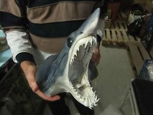 サメ鮫標本剥製頭部