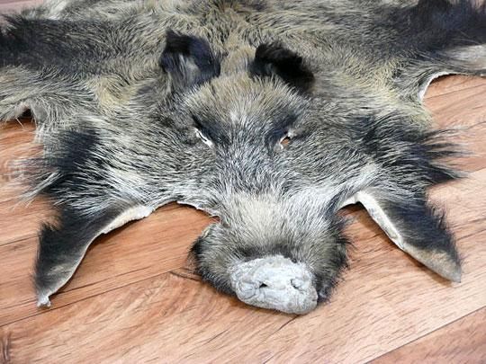 イノシシの毛皮