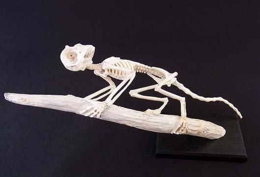 猿 頭蓋骨 頭骨 スカル 標本 剥製 猿の頭蓋骨 骨格標本 猿の頭蓋骨