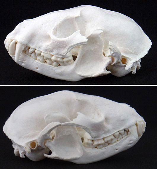 ☆即納☆アライグマの頭骨☆ - 頭骨・骨格標本・剥製販売 【Core-Box】