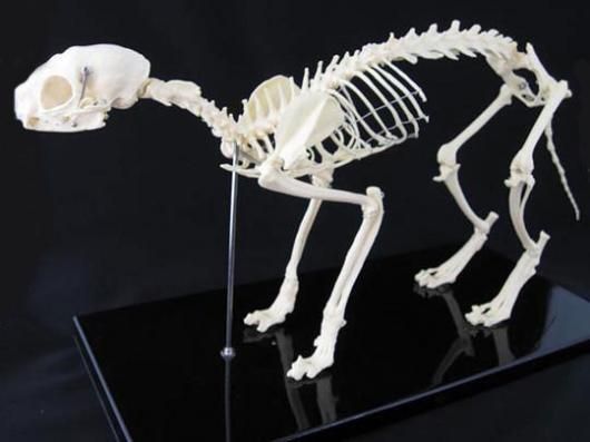骨格標本 猫 レプリカ
