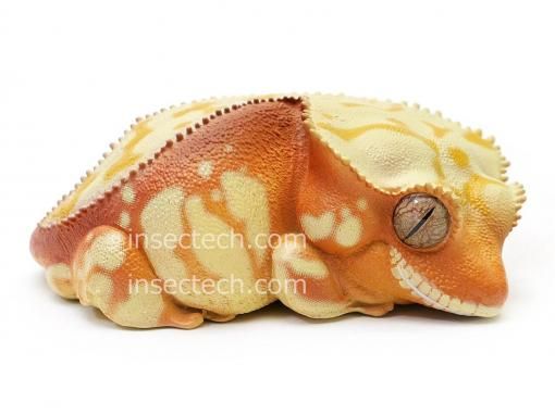 Rhacodactylus ミカドヤモリ 洋書12/15迄の限定値下価格！ 61Az4l0vWtL