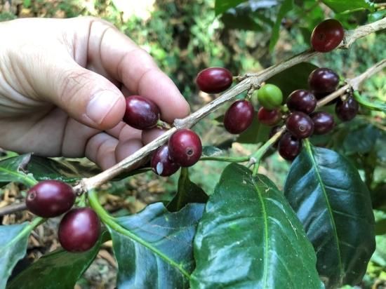 コーヒー生豆 | コロンビア アソグラン農協 - オーガニックコーヒー