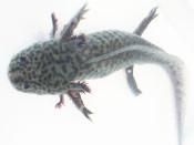 ウーパールーパー【マーブル】繁殖用 - ウーパールーパーの販売,通販